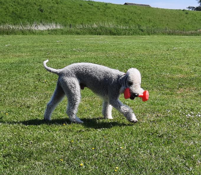 The Bushwalker aus Niedersachsen - Dog Beitrag | HonestDog