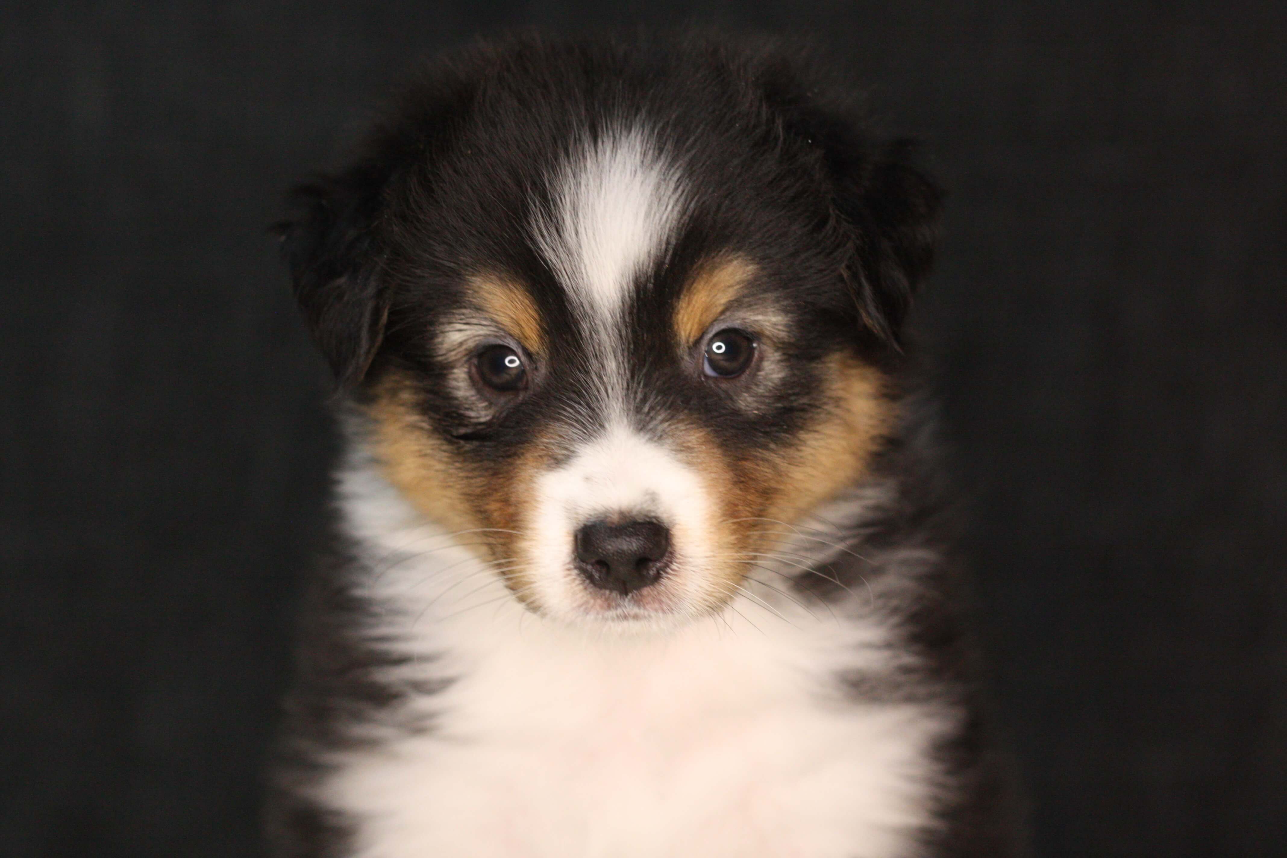 L.a. Aussies from Bayern - Dog Post | HonestDog